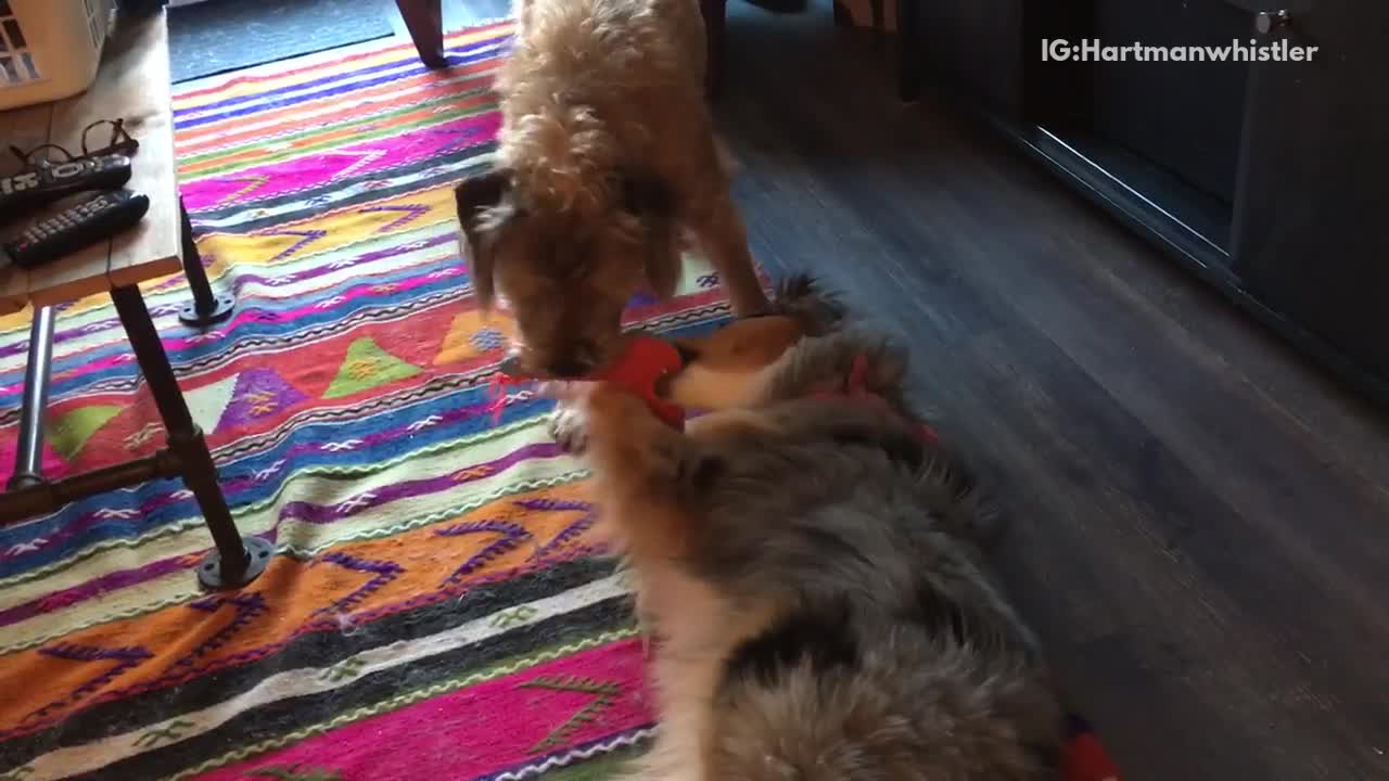 Golden dogs laying upside down playing with toy