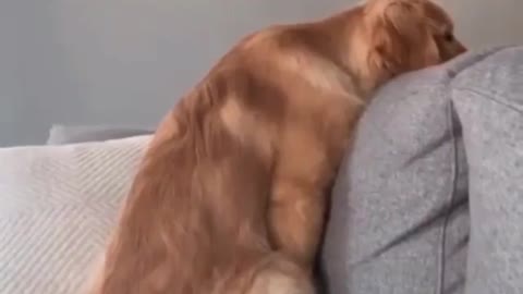How to Train Dogs