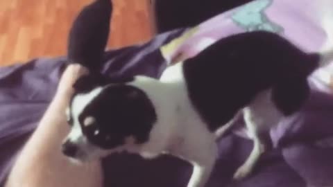 Epic dance dog