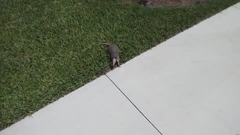Armadillo