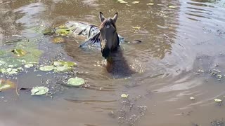 World's Largest Seahorse Eating Lily Pads