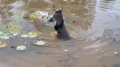 World's Largest Seahorse Eating Lily Pads