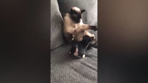 Funny cat...Unexpected laughter