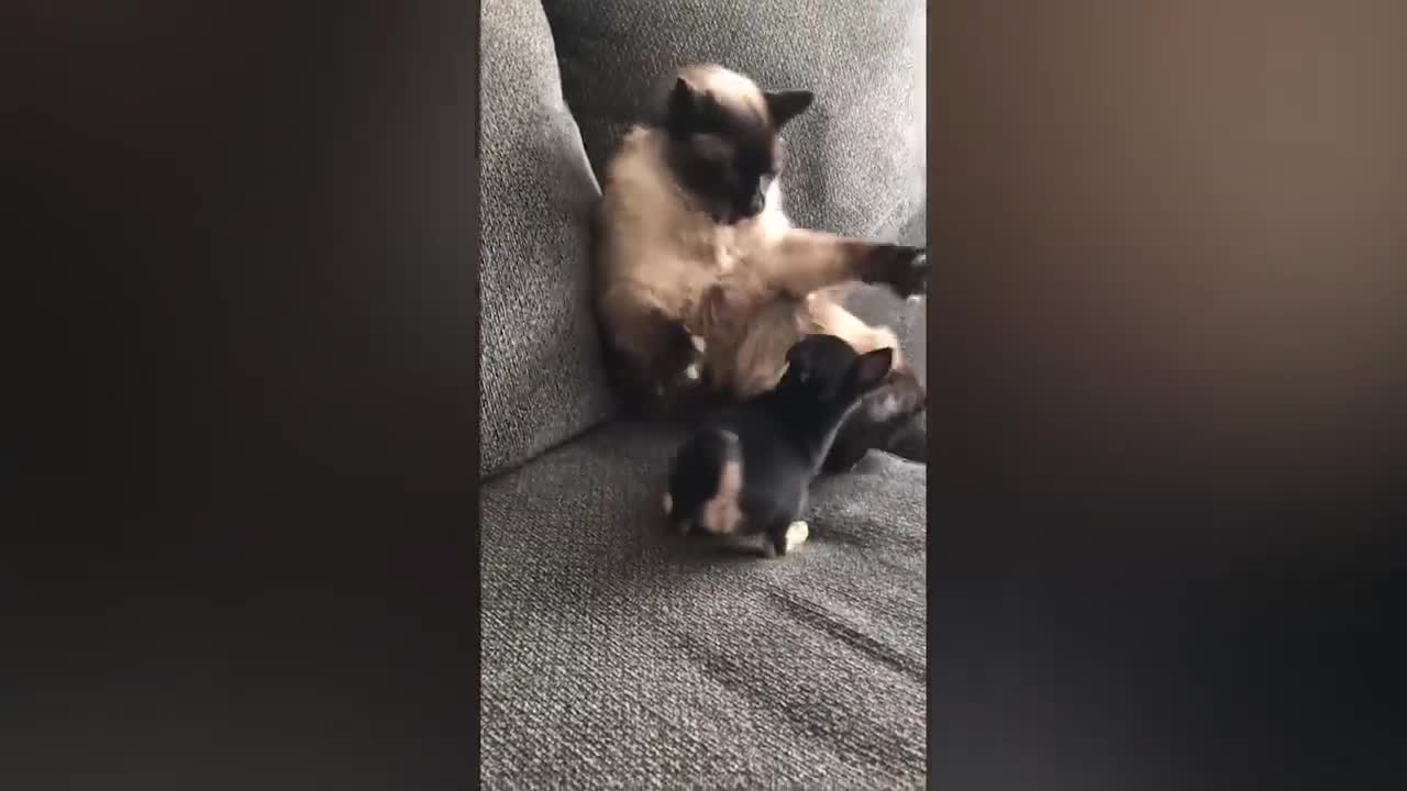 Funny cat...Unexpected laughter