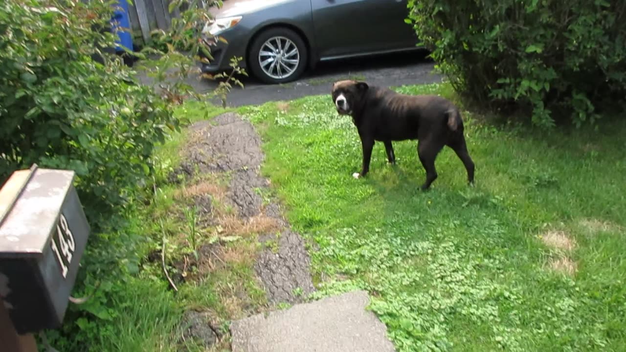 Mia chasing a Rabbit