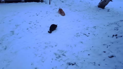 A cat and a dog went out into the yard