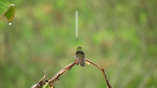 Can you believe that Amazing Bird playing in rain