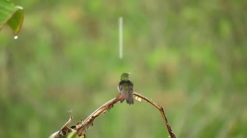 Can you believe that Amazing Bird playing in rain