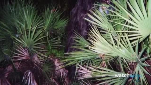 Real Skunk Ape Caught on camera