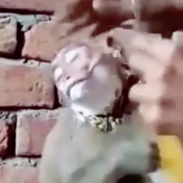 Monkey shaving beard