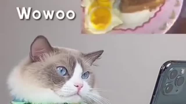 And the kitten learned to make eggs in a different way