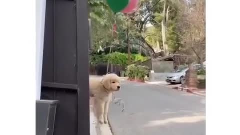 Cute Dogs With Amazing Characters- FunnyDogs
