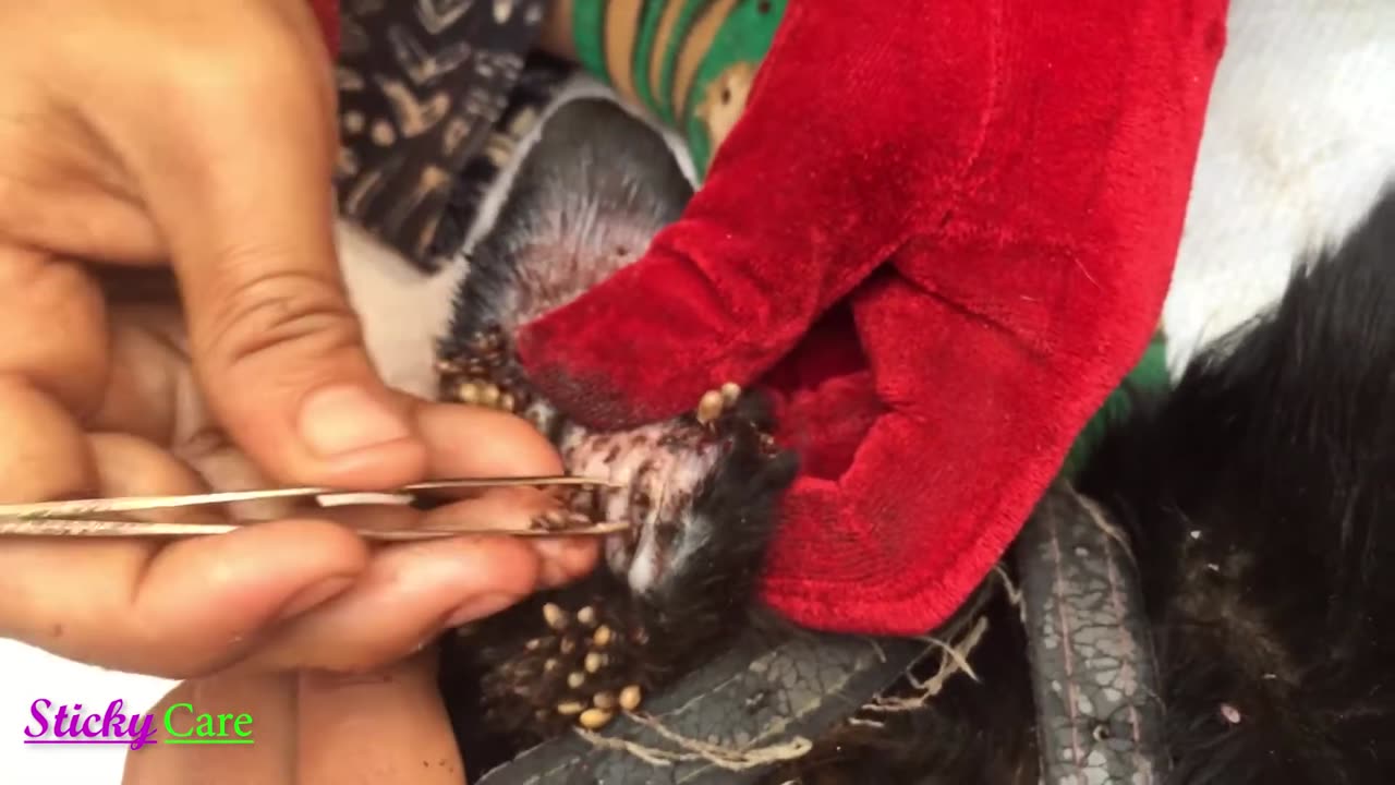 Removing All Ticks From Dog - Dog Ticks Removing Clip - Ticks Removal Videos
