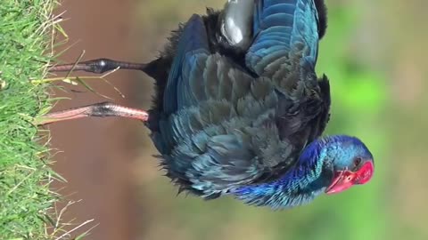 Wildlife & Funs