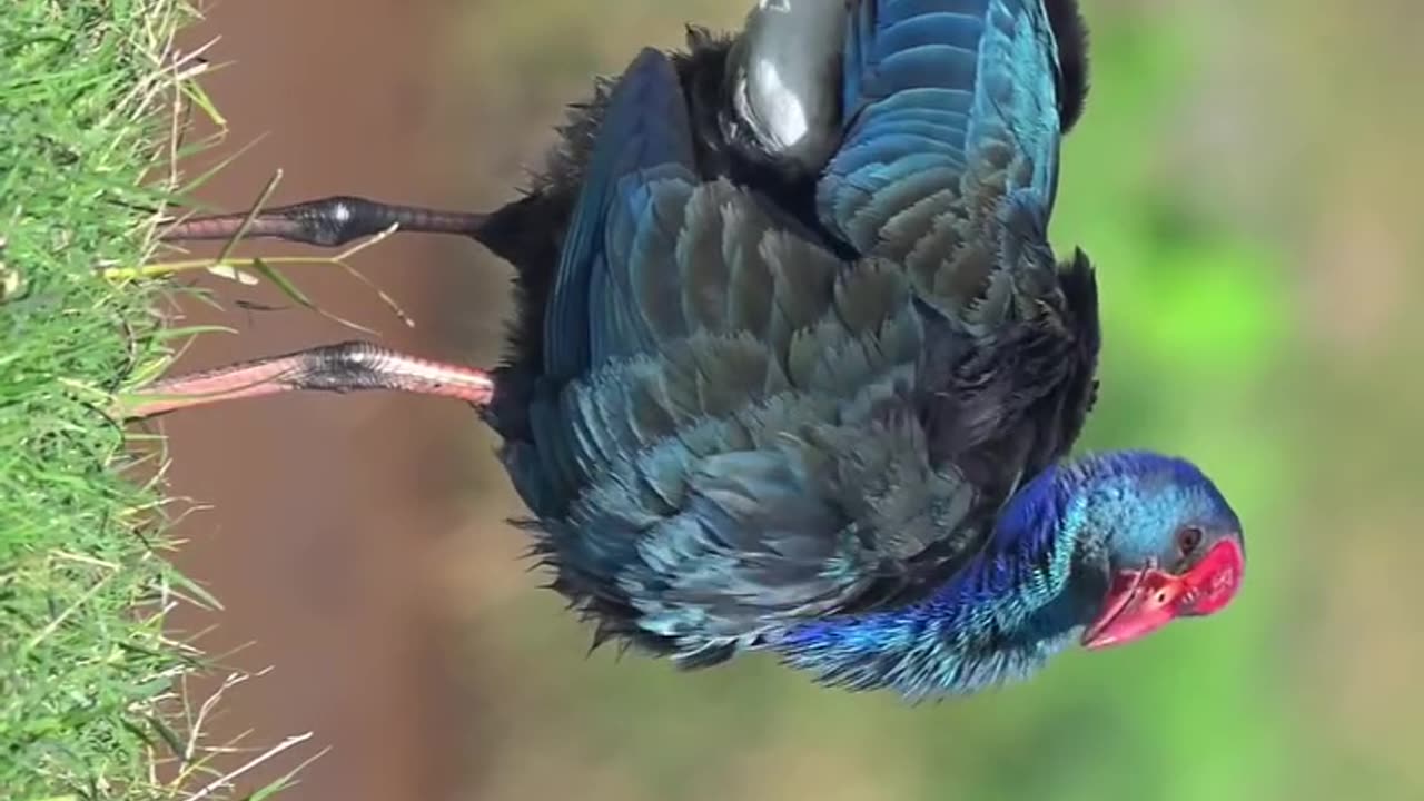 Wildlife & Funs