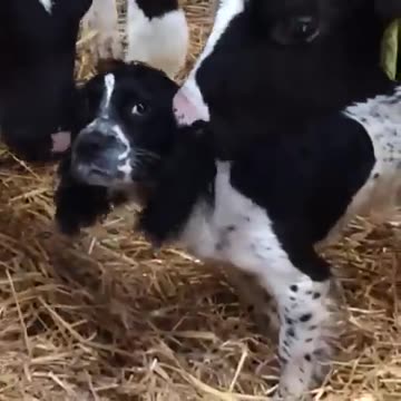 They think this puppy is a calf!