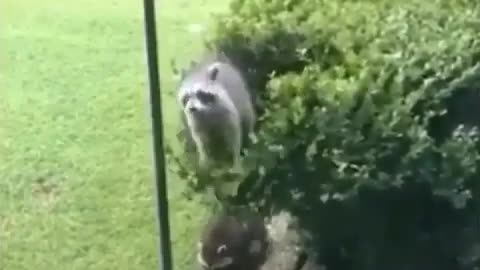 The raccoon fell from the tree