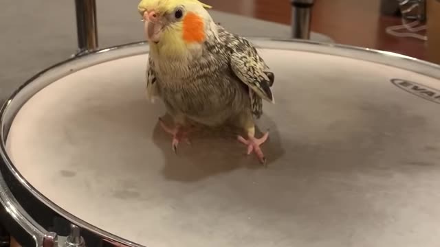 Musical Cockatiels has his first drum lesson