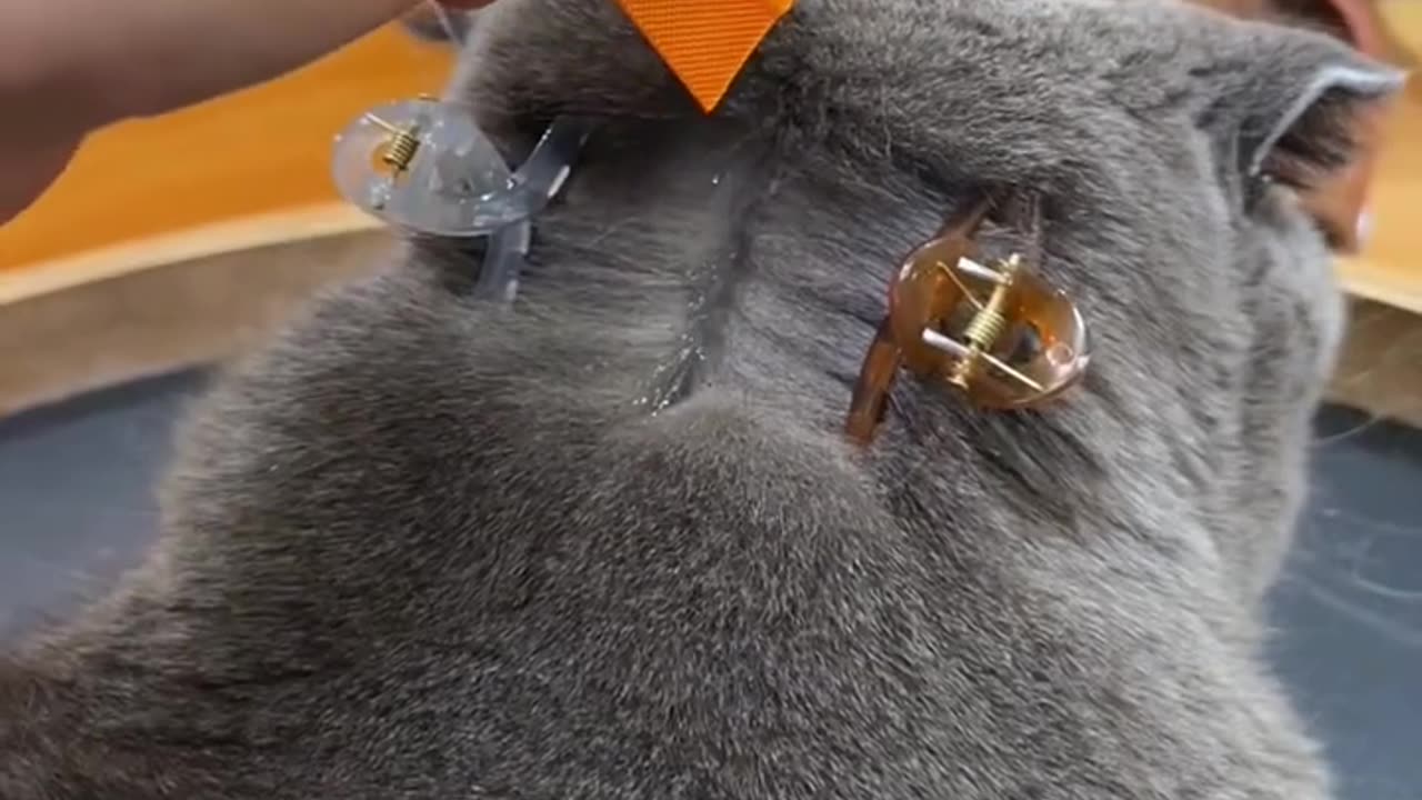 Funny pets video 😂😂