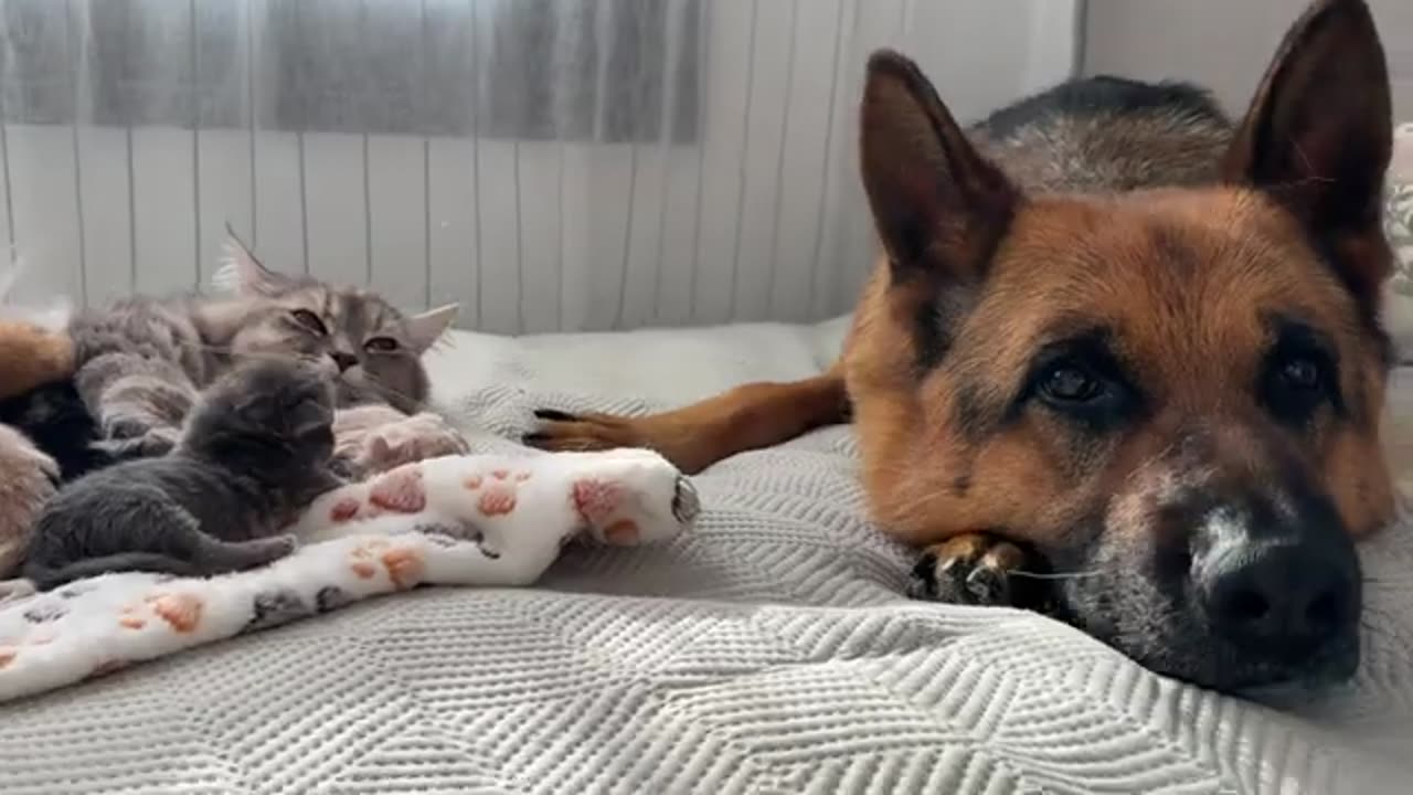 German Shepherd Refuses to Leave Mom Cat and Newborn Kittens Alone