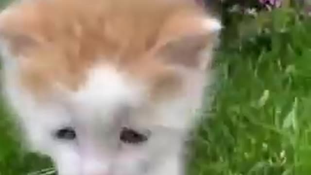 Funny video of pets