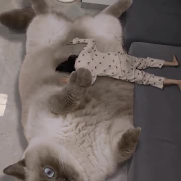 The FUNNIEST Pet Videos of 2023! 🤣 | BEST Compilation-05