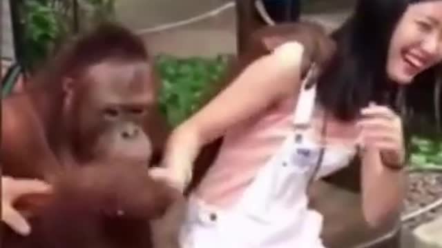 Orangutan having a good time with a beautiful girl