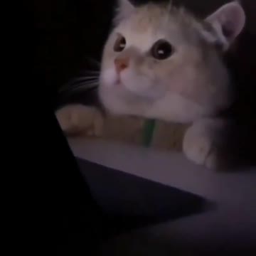 Gatinho levando susto ao acender a Luz