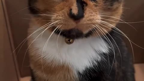 Funny animals Play with straw sounds