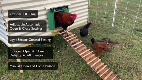 Chickcozy Automatic Chicken Coop Door Review