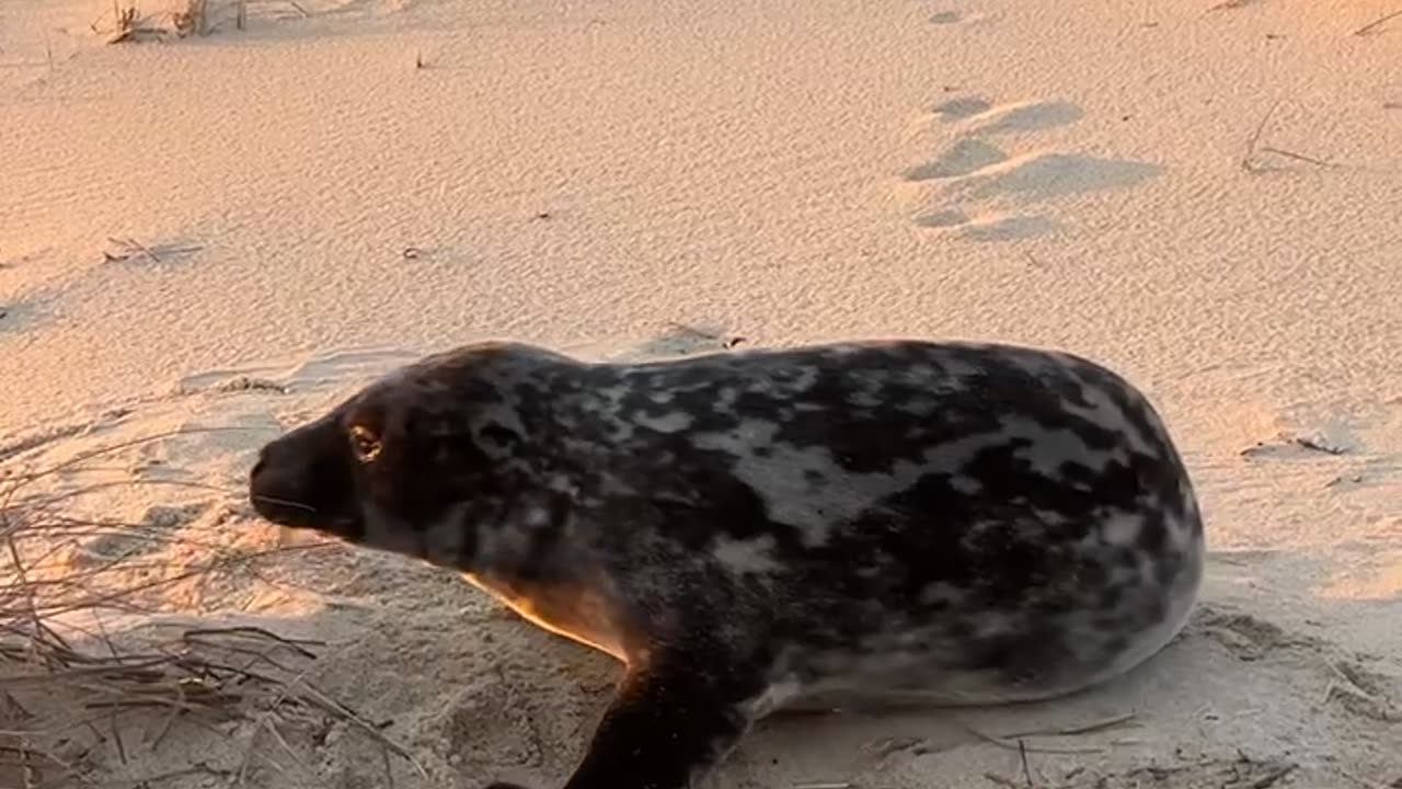 Watching the Sunset With a Baby Seal