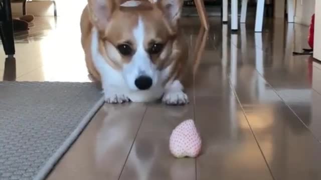 This dog secretly ate strawberries that fell on the ground