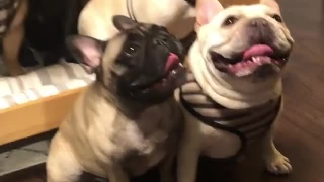 LOTS OF ADORABLE FRENCH BULLDOG AT HOME.mp4