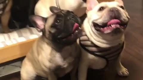 LOTS OF ADORABLE FRENCH BULLDOG AT HOME.mp4