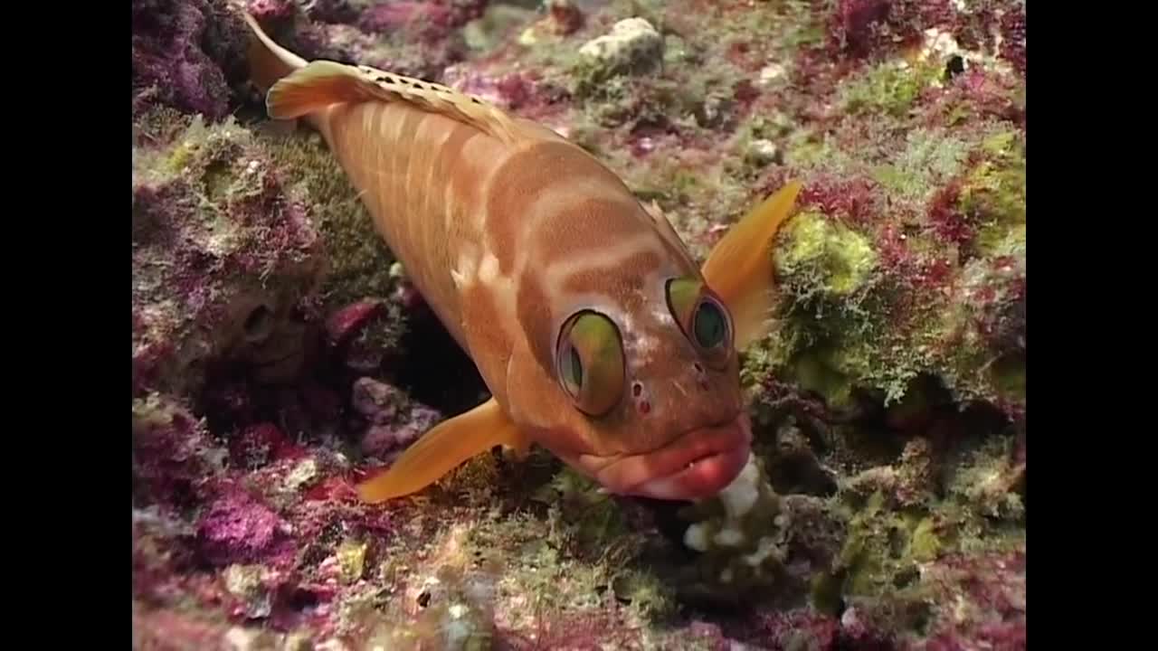 Groupers and Big Fish - Reef Life of the Andaman - Part 10