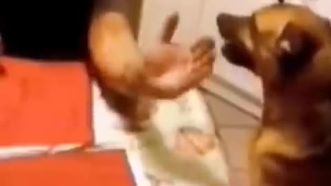 So funny cute ? dogs ?? and cats ?? part 2