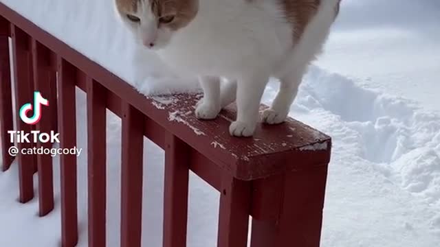 Beautiful 🥰 cat