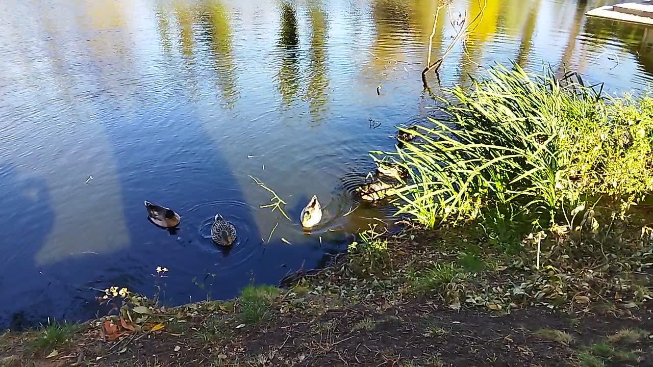 Autumn is here and the ducks are enjoying the tranquility of the pond 🍂🦆