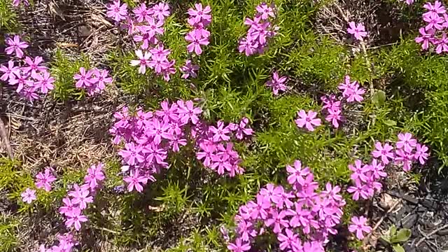 Moss Verbena