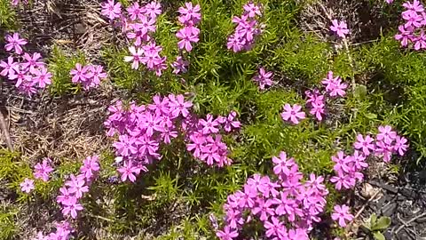 Moss Verbena