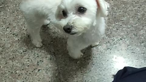 樂樂