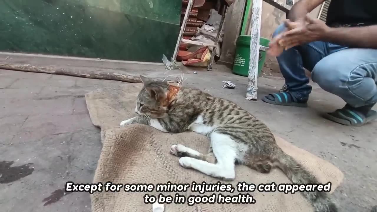 The Cat's Head is trapped in the Metal Shop Window.