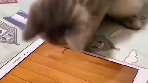 Funny cats