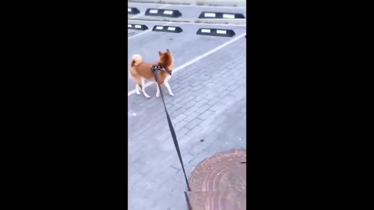 Funny animal videos 🤣 - Funny cats/dogs - 😂 Funny animals