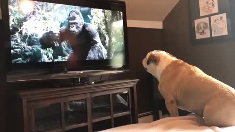 Bulldogs Has incredible Reaction to Actress In Trouble short funny video.