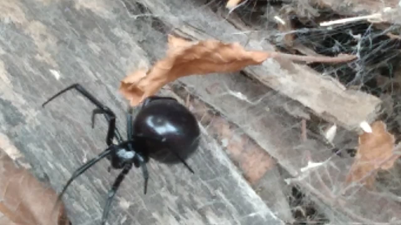 Black Widow Spider!