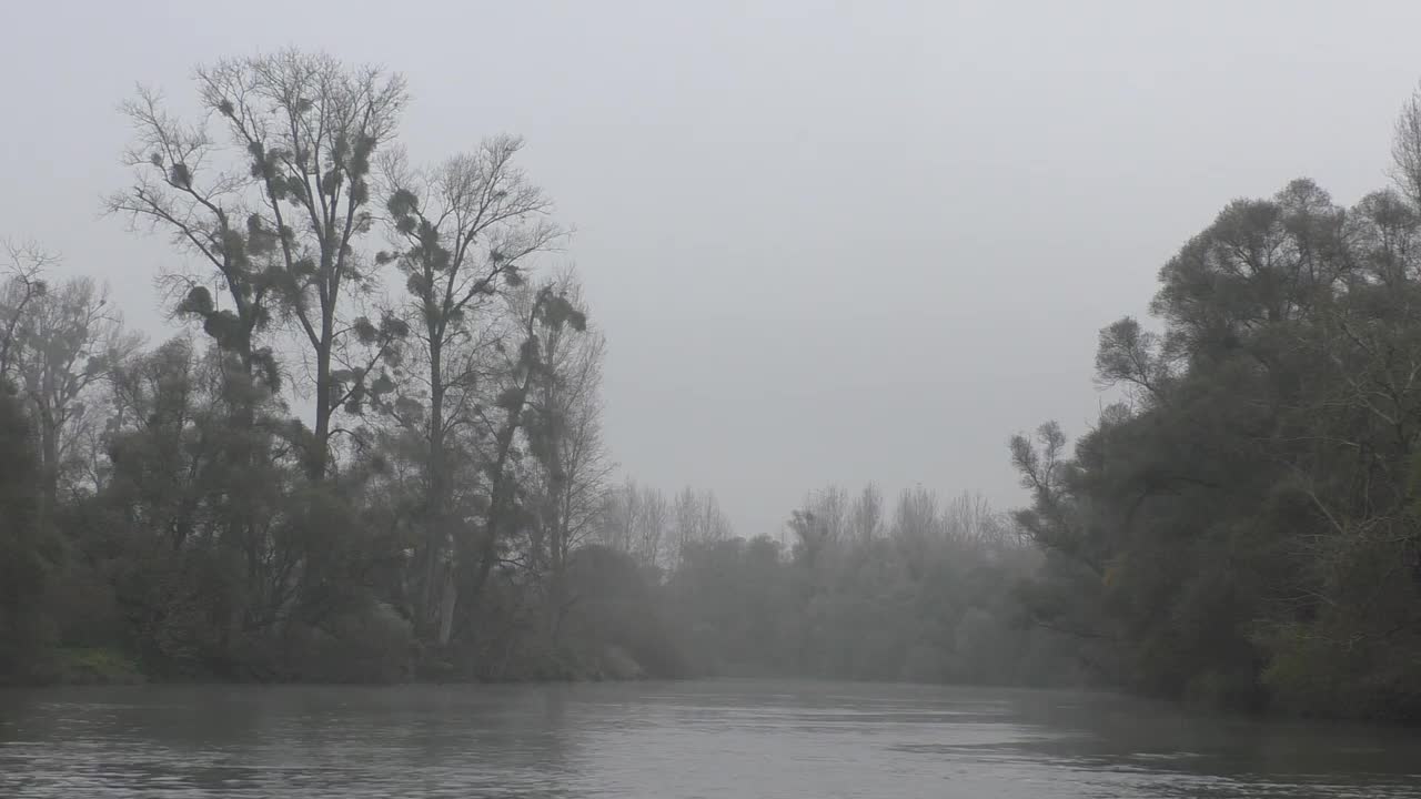 SOUND OF THE RAIN - FOREST AND MIST