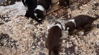 TERRA BYTES puppies Sunday, 21 days old