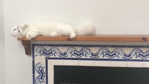 White cat accidentally falls off blue fireplace