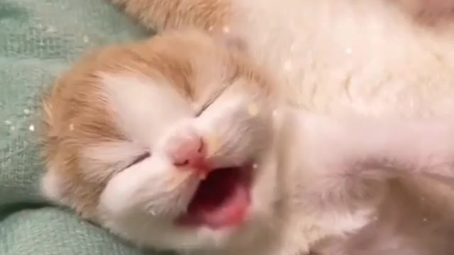 Isn't it adorable ❣